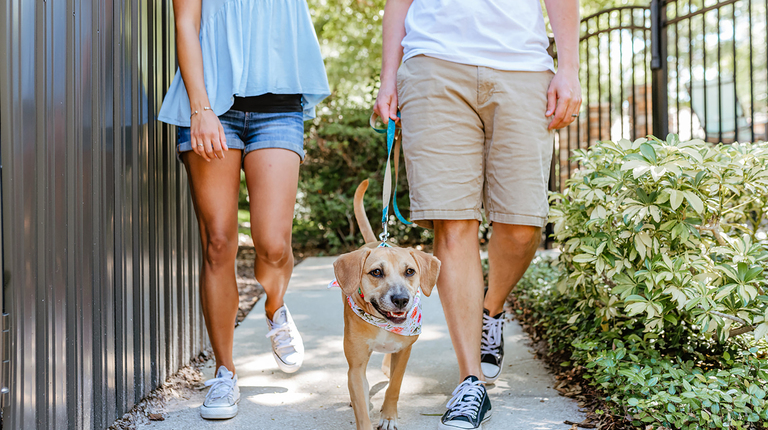 Pet-Friendly Walking Paths